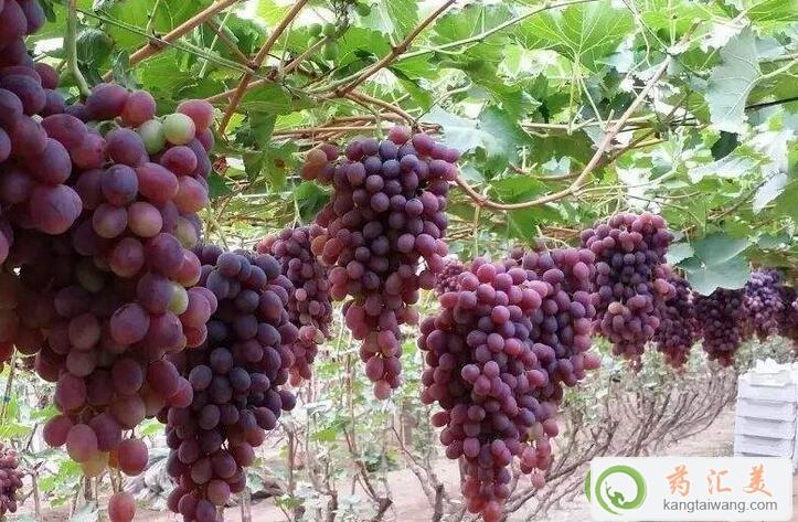 ؿԳц